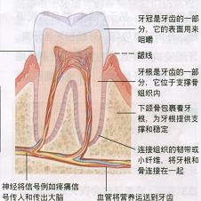 ���ݹ�����ԭ��